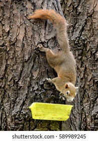   Red-bellied Squirrel   