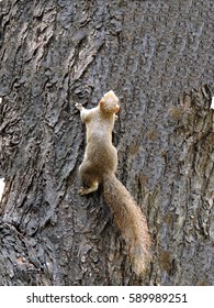 Red-bellied Squirrel          