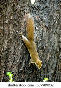 Red-bellied Squirrel