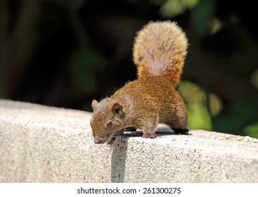 Red-bellied Tree Squirrel