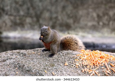 Red-bellied Tree Squirrel