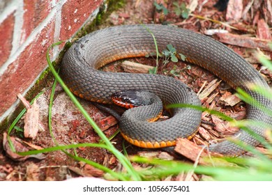 114 Red bellied water snake Images, Stock Photos & Vectors | Shutterstock