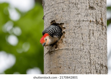 584 Pileated woodpecker hole Images, Stock Photos & Vectors | Shutterstock