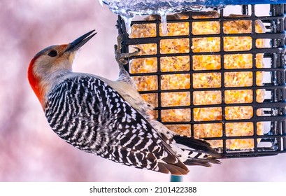 1,027 Woodpecker at suet Images, Stock Photos & Vectors | Shutterstock