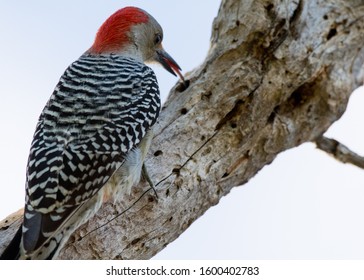 Red-bellied Woodpecker Eating Bugs With His Tongue