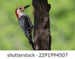 Red-bellied woodpecker enjoying a meal.