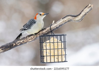 Red-bellied woodpecker female at suet basket, Marion County, Illinois.
