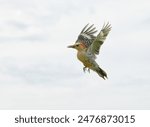 Red-bellied Woodpecker flying right to left, against cloudy sky