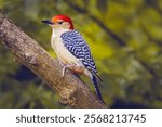 Red-bellied woodpecker (Melanerpes carolinus) looking for food over tree 