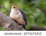 Red-bellied woodpecker (Melanerpes carolinus) looking for food over tree , blurred natural background