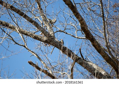 272 Woodpecker leg Images, Stock Photos & Vectors | Shutterstock