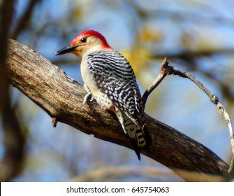 Red-Bellied Woodpecker on Limb