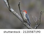 Red-Bellied Woodpecker on a tree branch in New York