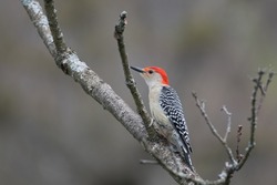 Red-Bellied Woodpecker On A Tree Branch In New York