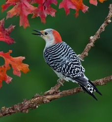 A Red-bellied Woodpecker Is Perched On A Branch Surrounded With Fall Leaves.
