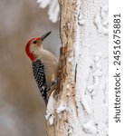 Red-bellied Woodpecker perched on a snow covered branch
