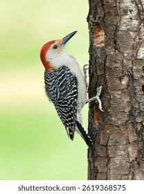 A red-bellied woodpecker perched on a tree trunk against a blurred green background.