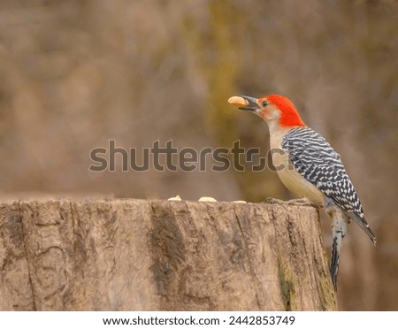 A red-bellied woodpecker seen in flight in the woods with a peanut in its beak.