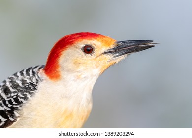 Red-bellied Woodpecker Sticking Out Its Tongue