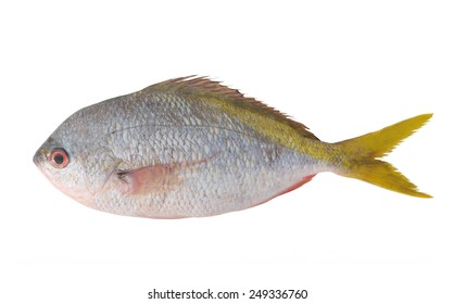 Redbelly Yellowtail Fusilier Fish Isolated