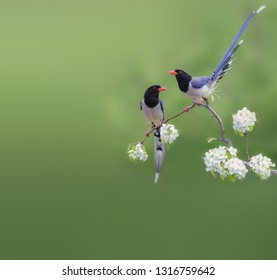 Red-billed Blue Magpie