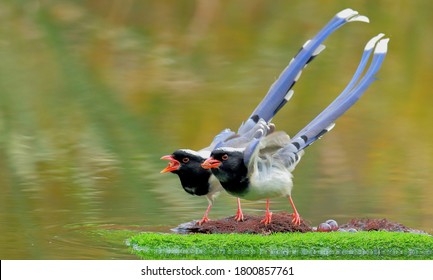 Red-billed Blue Magpie Foraging By The River