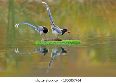 Red-billed Blue Magpie Foraging By The River