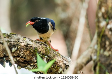 Red-billed Blue Magpie  (Urocissa Erythrorhyncha)