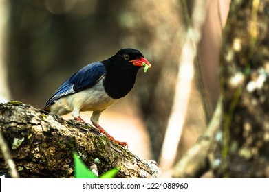 Red-billed Blue Magpie (Urocissa Erythrorhyncha)