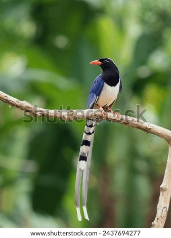 The red-billed blue magpie (Urocissa erythroryncha) is a species of bird in the crow family, Corvidae. It is about the same size as the Eurasian magpie, but has a much longer tail.