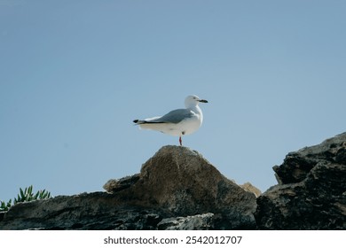 A red-billed gull perched atop a large rocky outcrop against the blue sky - Powered by Shutterstock