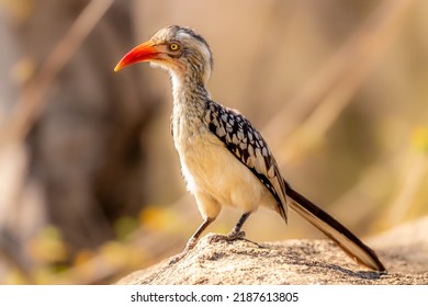 Red-billed hornbill (Tockus erythrorhynchus), Sabi Sands Game Reserve, South Africa. - Powered by Shutterstock