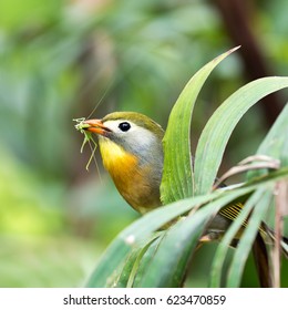 Red-billed Leiothrix, bird holding an insect in his beak
