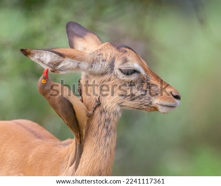 Red-billed oxpecker on impala with mange in Kruger National Park, South Africa