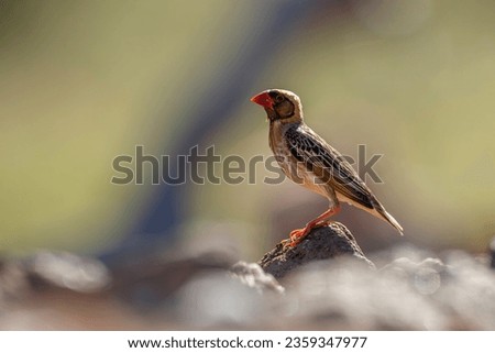 Red-billed Quelea male standing on a rock isolated in blur background in Kruger National park, South Africa ; Specie Quelea quelea family of Ploceidae