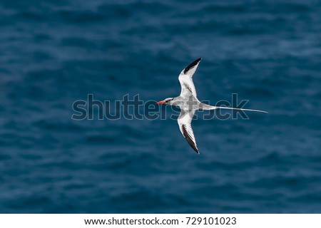 A Red-billed Tropic Bird, Phaethon aethereus, in flight isolated against blue sea. Atlantic Ocean, Cape Verde Islands.