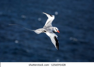 Red billed tropicbird Images, Stock Photos & Vectors | Shutterstock