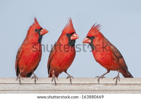Redbird Trio