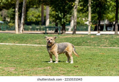 A Red-black-and-white Medium-sized Dog On The Champ De Mars Near The Eiffel Tower On A Sunny Summer Day.