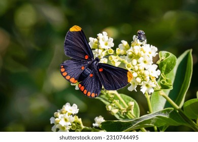 Red-bordered pixie butterfly feeding on garden flowers at national butterfly center, mission, texas.