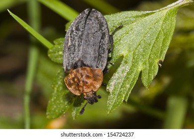 Red-breasted Carrion Beetle