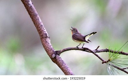 Red-breasted Flycatcher