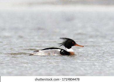 Red-breasted Merganser Male (Mergus Serrator)