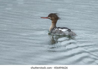 The Red-breasted Merganser (Mergus Serrator)
