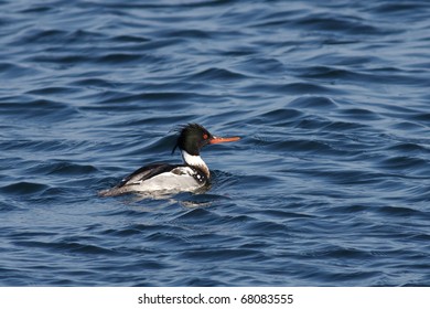 Red-breasted Merganser (Mergus Serrator)