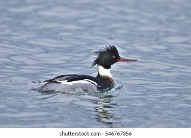 Red-breasted Merganser(Mergus Serrator)