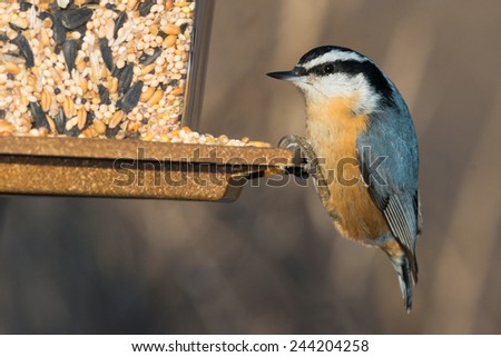 A Red-breasted Nuthatch is clinging to a bird feeder. Humber Bay Park, Toronto, Ontario, Canada.