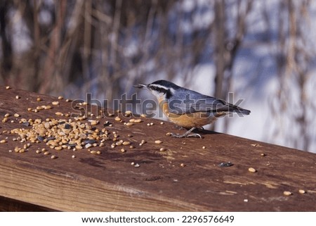 Red-breasted Nuthatch having some Birdseed