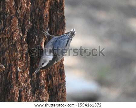Red-breasted nuthatch hiding seeds in the crevices of pine bark, San Gabriel Mountains, California.