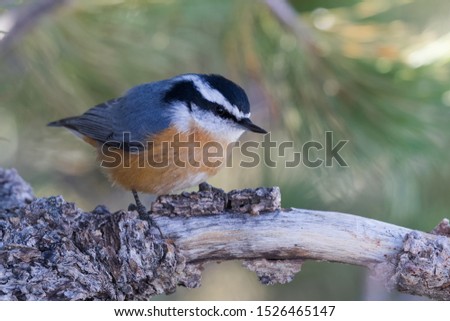 A red-breasted nuthatch looks for a meal; Kemmerer, Wyoming